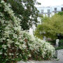 Fallopia aubertii